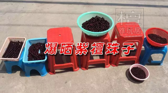 太阳暴晒的小叶紫檀