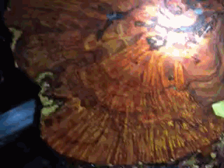 瘤疤切片