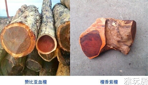 赞比亚血檀跟紫檀的原木对比
