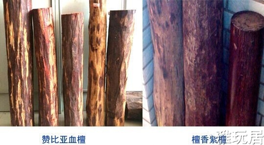赞比亚血檀跟紫檀的原木对比