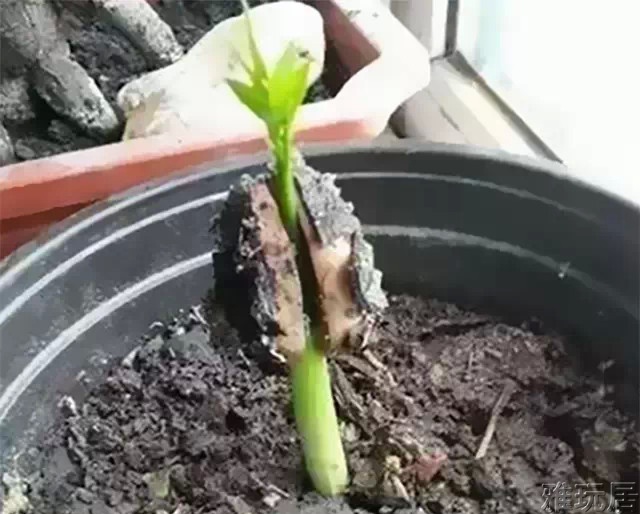 缅茄菩提发芽后